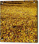 Carpet Of Aspen Leaves Acrylic Print