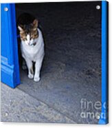 Cat At The Doorway Acrylic Print