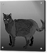 Cat Black Acrylic Print