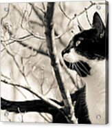 Cat In A Tree In Black And White Acrylic Print