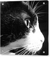 Cat Side View Acrylic Print