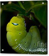 Caterpillar Acrylic Print