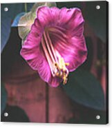 Cathedral Bell Flower Acrylic Print