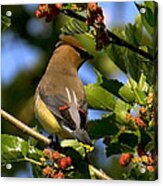 Cedar Waxwing Dsb056 Acrylic Print