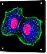 Cell Division by Science Photo Library