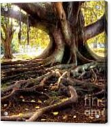 Centenarian Tree Acrylic Print