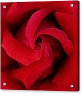 Centered Red Rose Acrylic Print