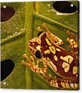 Chachi Tree Frog Hyla Picturata Adult Acrylic Print