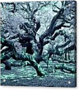 Charleston's Angel Oak Tree Ir Acrylic Print