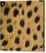 Cheetah Spots Namibia Acrylic Print