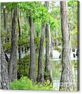 Cheniere Lake Cypress Trees Acrylic Print