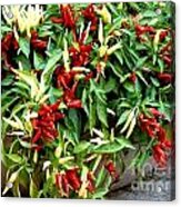 Chili Today Acrylic Print