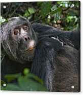 Chimpanzee Male Resting On Forest Floor Acrylic Print