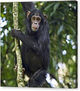 Chimpanzee Subadult In Tree Western Acrylic Print