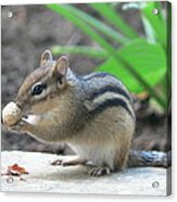 Chipmunk Acrylic Print