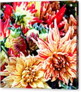 Chrysanthemum Blooms Acrylic Print