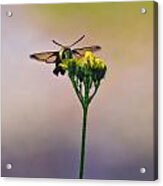 Clearwing Hummingbird Moth Acrylic Print