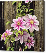 Climatis Flowering Vine Acrylic Print