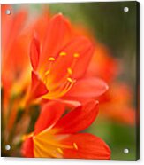 Clivia In The Conservatory Acrylic Print
