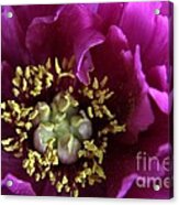 Close Up For Purple Tree Peony Acrylic Print