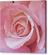 Close Up Painting Of Pink Rose Acrylic Print