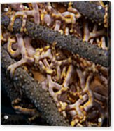 Close-up View Of Basket Stars Feeding Acrylic Print