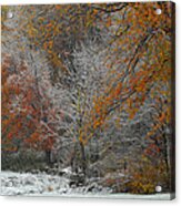 Color Caught In The Snow Acrylic Print