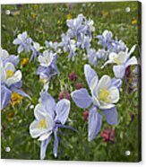 Colorado Blue Columbine Flowers Acrylic Print