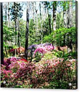 Colorful Azalea Garden Acrylic Print