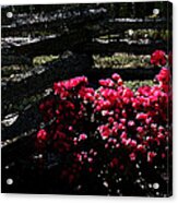 Colorful Azaleas Acrylic Print