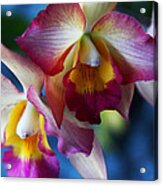 Colorful Orchids Acrylic Print