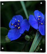 Commelina Acrylic Print