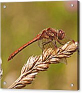 Common Darter Acrylic Print