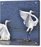 Common Egrets Acrylic Print