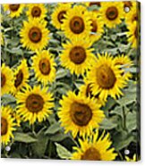 Common Sunflower Helianthus Annuus Acrylic Print