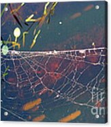 Complexity Of The Web Acrylic Print