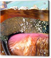 Conch Face- Who Knew Acrylic Print