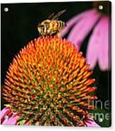 Coneflower Bee Acrylic Print