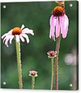 Coneflowers And Butterfly Acrylic Print