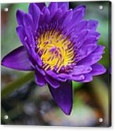 Confident Purple Water Lily Acrylic Print