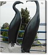 Cormorants In Port Angeles Acrylic Print