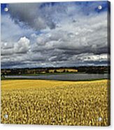 Corn Field Panorama Acrylic Print