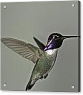 Costas Hummingbird Acrylic Print