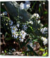 Country Memory Acrylic Print