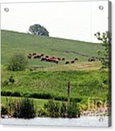 Cows On The Pasture Acrylic Print