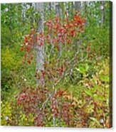 Cranberries With Early Autumn Colors Acrylic Print
