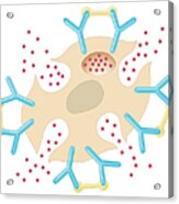 Cross Section Biomedical Illustration Of Mast Cell Releasing Histamine Due To Reaction With Allergens Acrylic Print