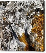 Cumbrian Lichens Acrylic Print