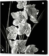 Cymbidium Cluster In Black And White Acrylic Print