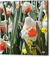 Daffodils Acrylic Print